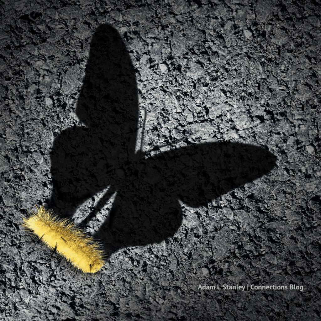 Photo of transformation to a butterfly