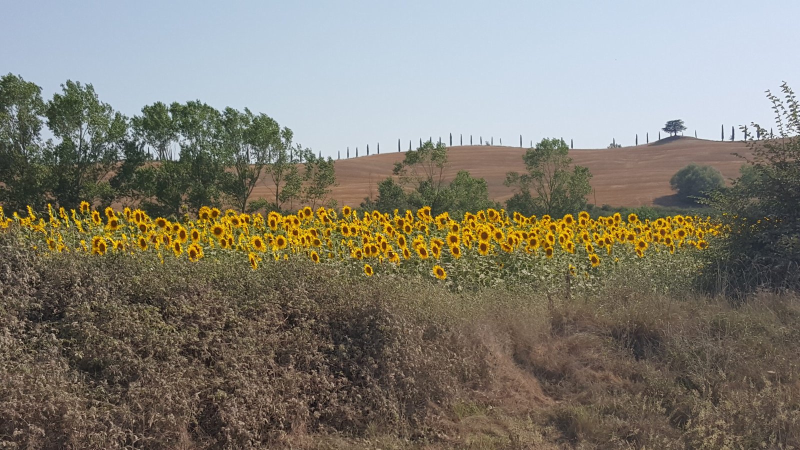Sunflowers in Italy