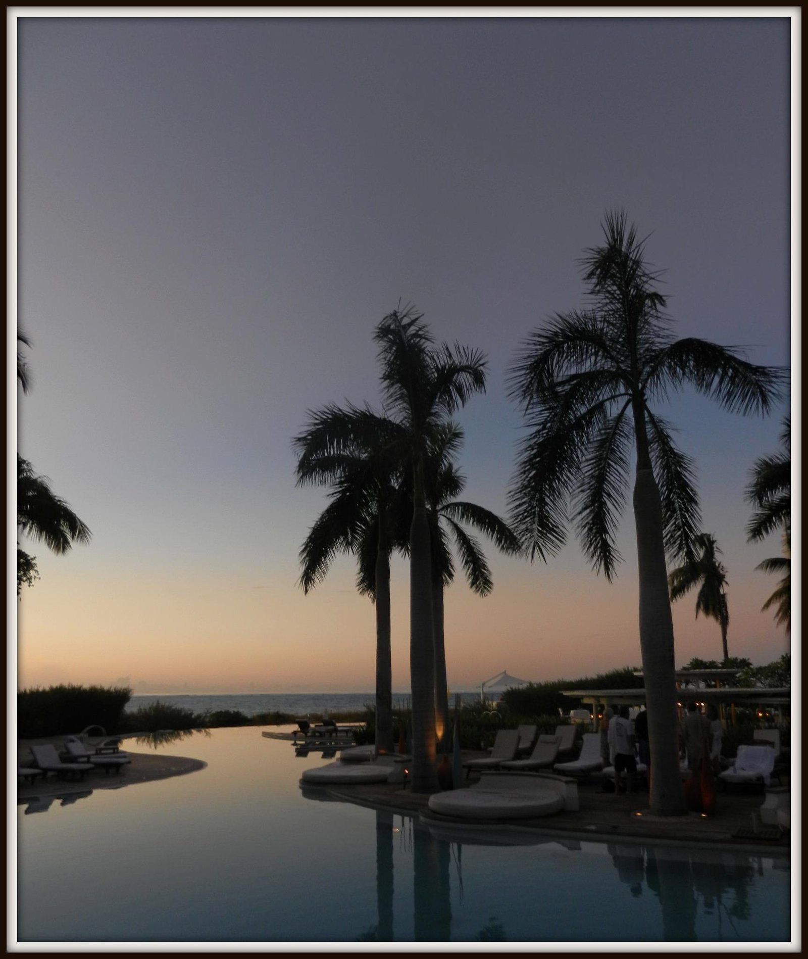 Palms at dusk in Turks and Caicos
